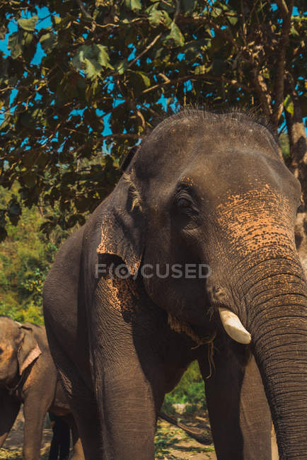 Elefante de colheita em pé à luz do sol por árvore — Fotografia de Stock