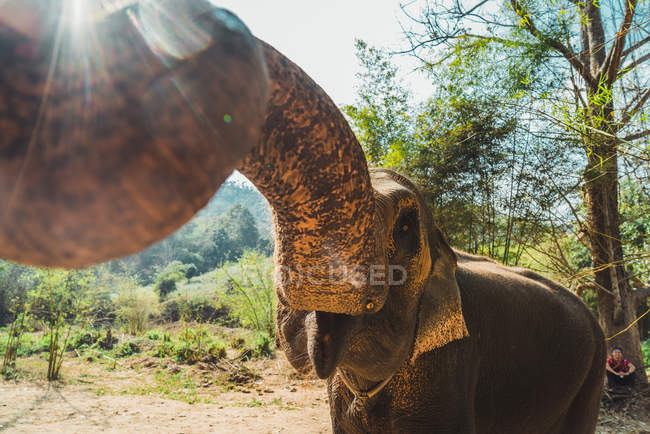Elefante extendiendo tronco a cámara - foto de stock