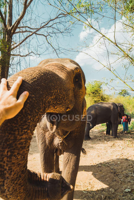 Elephant outstretching trunk to photographer's hand at sunny outdoor — Stock Photo