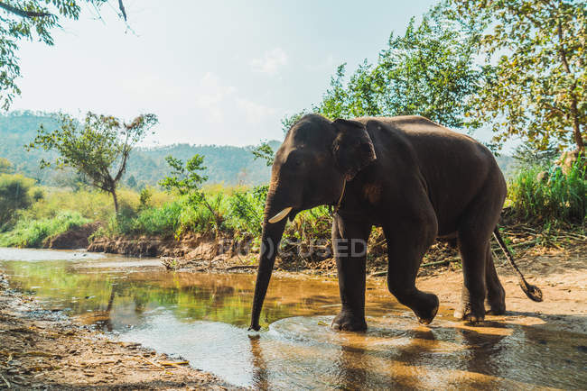 Seitenansicht eines großen Elefanten, der in einem kleinen Fluss in sonniger Landschaft wandert — Stockfoto