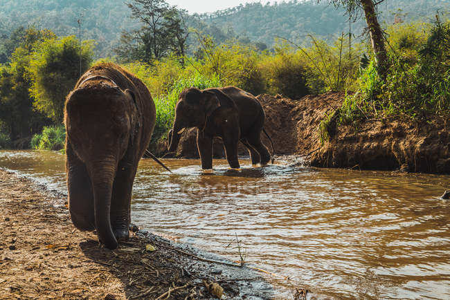 Elephant family with child walking at jungle river on sunny day — Stock Photo