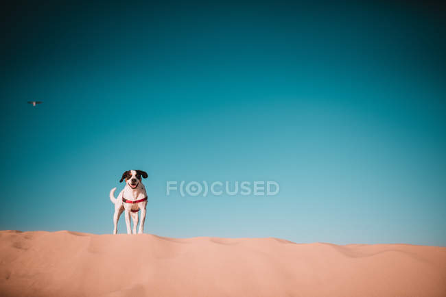 Niedlicher kleiner Hund steht auf Sand über wolkenlosem Himmel — Stockfoto