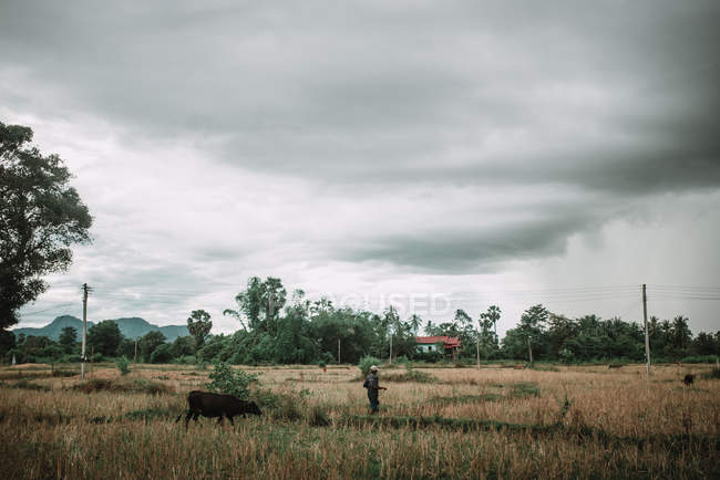 Вид ззаду чоловіка і чорної корови, що йде в сухому полі в похмурий день . — стокове фото