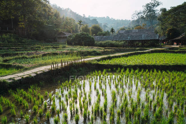 Vista sulla risaia nel paesaggio tropicale — Foto stock