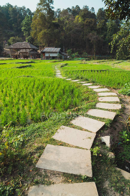 Маленькая дорожка на зеленых газонах из растущего риса — стоковое фото