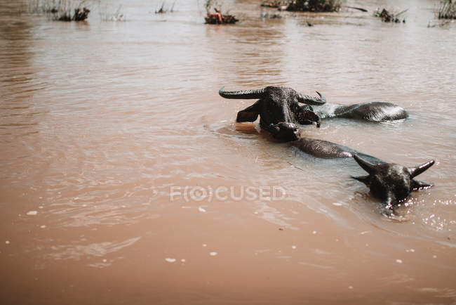 Vacas negras saindo da água suja do rio — Fotografia de Stock
