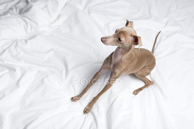 Retrato do cão Greyhound italiano deitado na cama e olhando para o lado — Fotografia de Stock
