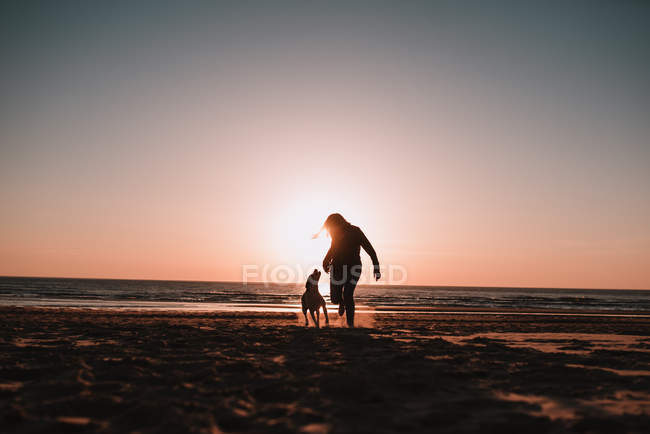 Подсветка силуэтов женщин и маленьких собак на песчаном пляже — стоковое фото