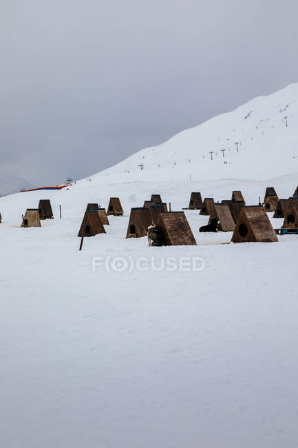 Exterior de casas para perros en campo nevado - foto de stock