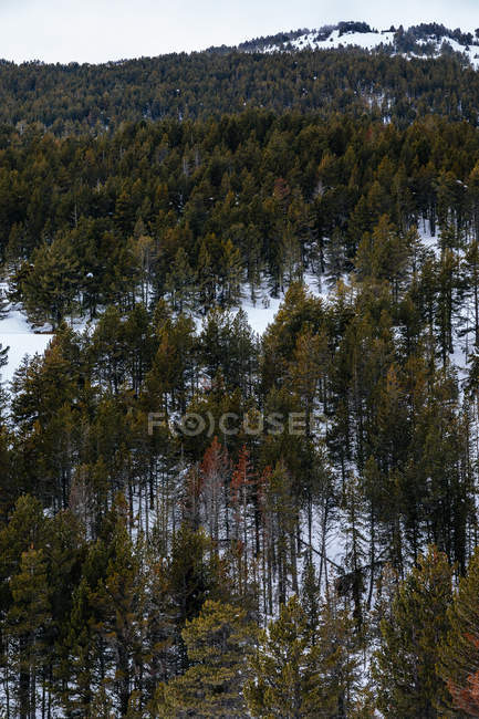 Alberi alti che crescono sul pendio innevato della montagna — Foto stock