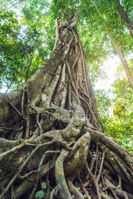 Bottom view of huge green tree with big roots. — Stock Photo