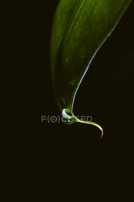 Drop of water on green leaf of plant over black — Stock Photo