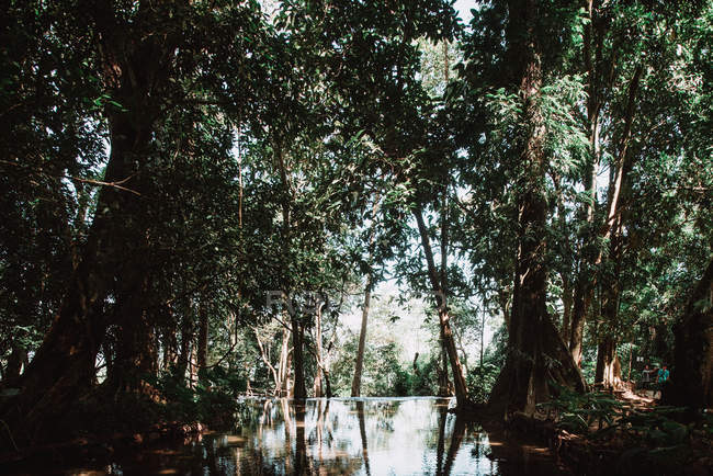Vista para pequena lagoa em verde bela floresta em dia ensolarado . — Fotografia de Stock