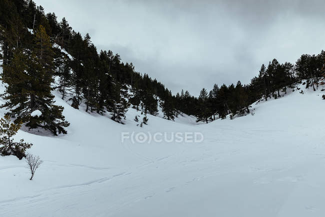 Snowy landscape of mountain valley and woods on cloudy day — Stock Photo