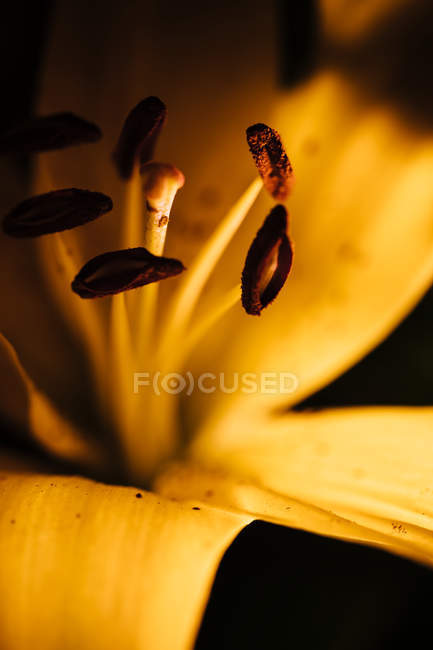 Vista da vicino estrema del fiore di giglio giallo — Foto stock