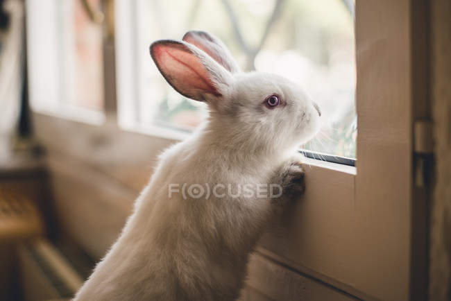 Милий маленький кролик спирається на вікно і дивиться вбік . — стокове фото