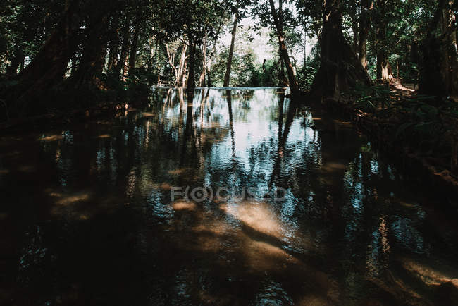 Lagoa serena em florestas tropicais ensolaradas — Fotografia de Stock