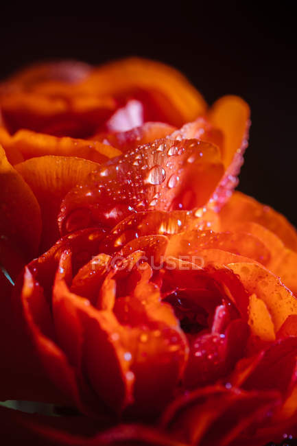 Close up view of orange petals with water drops — Stock Photo