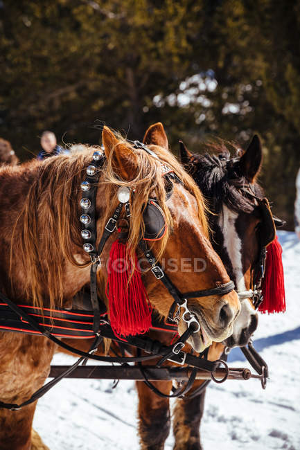 Portrait of horses in rig at snowy nature — Stock Photo
