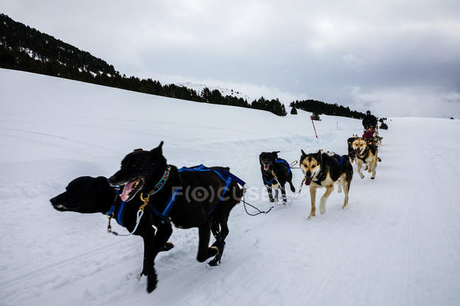 Собак упряжках у снігу критий зимовий поля — стокове фото