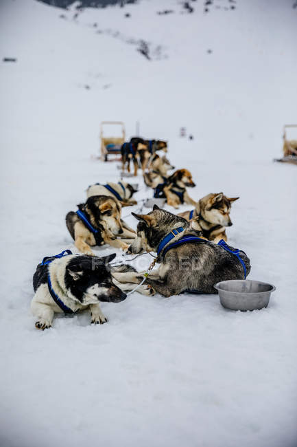 Dogs in sledge resting on snowy ground — Stock Photo