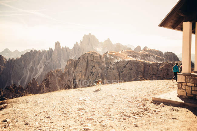 Chien sans abri marchant dans les montagnes par une journée ensoleillée . — Photo de stock