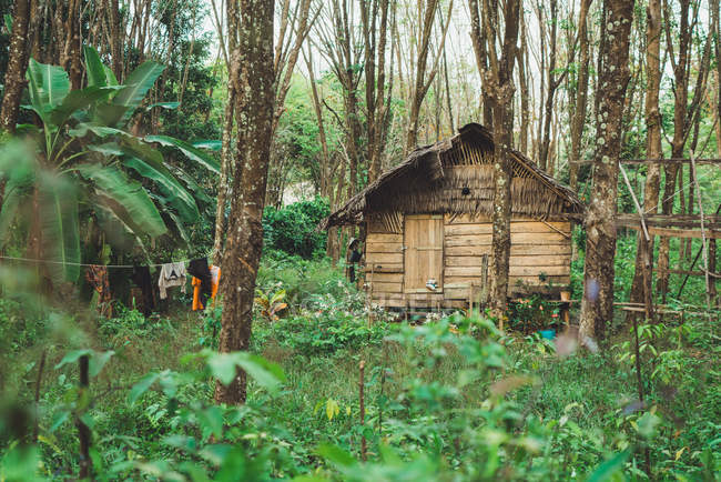 View to small grungy wooden house in green tropical forest. — Stock Photo
