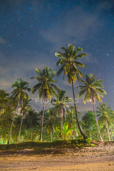 Високі пальми над зоряним небом — стокове фото