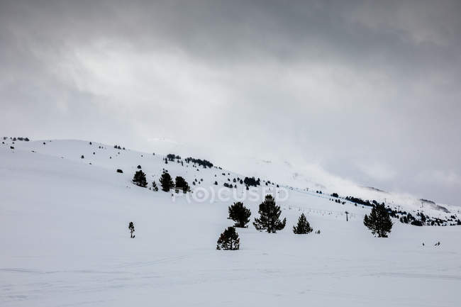 Снежный склон горы с небольшим количеством деревьев над облачным небом — стоковое фото