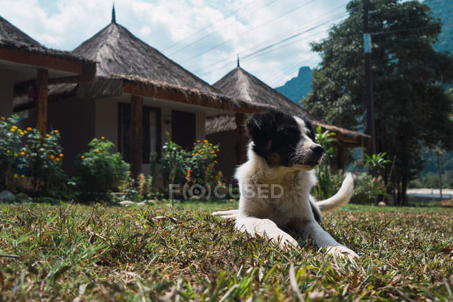 Niedlicher schwarz-weißer Hund liegt und entspannt auf sonnigem Rasen an Bungalows. — Stockfoto