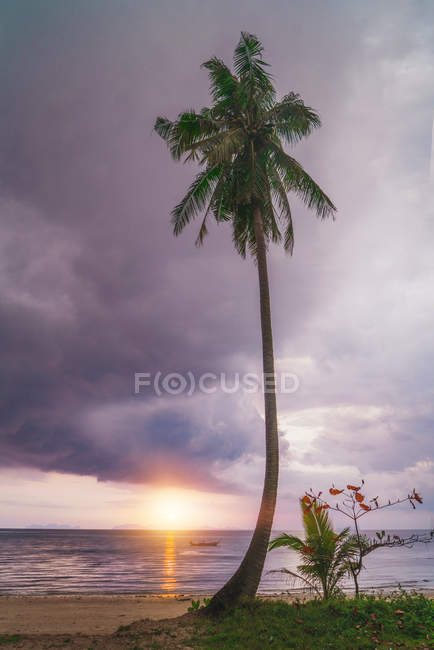 Tall palm tree at seashore over dusk sky — Stock Photo