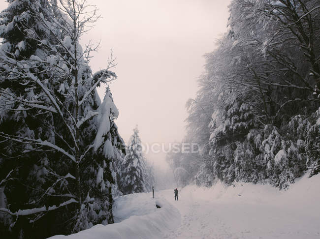 Vue lointaine de la personne marchant sur la route forestière le jour d'hiver — Photo de stock