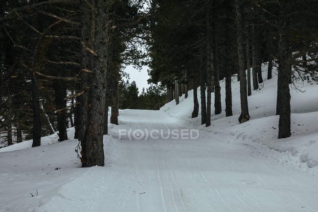 Strada rurale nevosa a boschi invernali — Foto stock