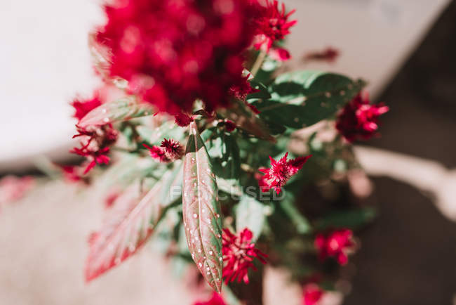 De cima belas flores vermelhas no tronco verde
. — Fotografia de Stock