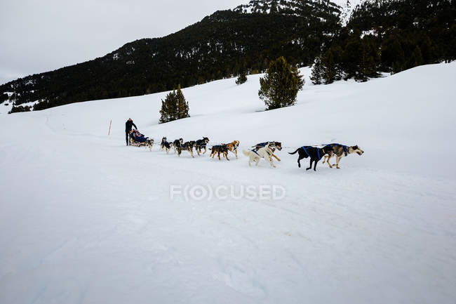 Собачих упряжках в лузі сніжної зими — стокове фото