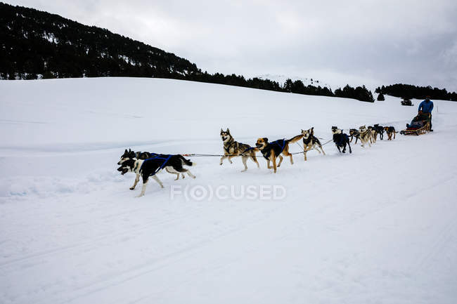 Собак упряжках у снігу поле зимовий день — стокове фото