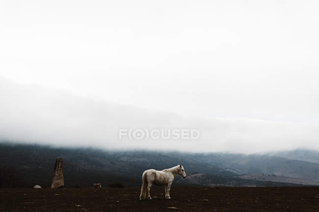 Vista lateral del caballo blanco en la ladera contra el cielo nublado - foto de stock