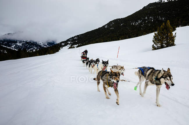 Hunde rodeln am Wintertag auf verschneitem Hang — Stockfoto