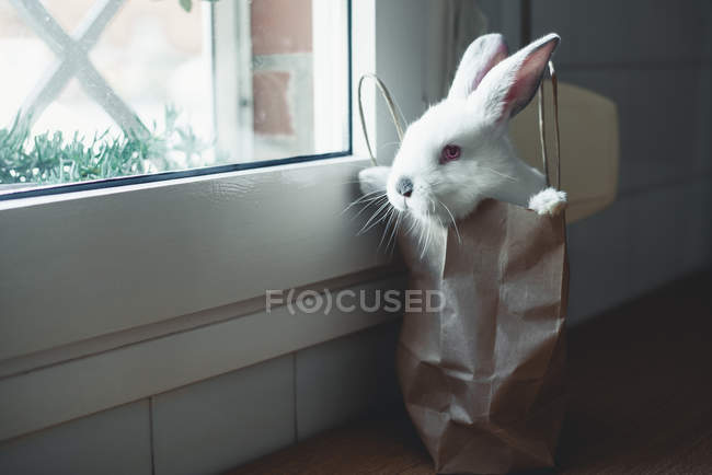 Niedliches weißes Kaninchen in Papiertüte am Fenster — Stockfoto