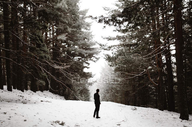 Rückansicht von Touristen, die im verschneiten Wald stehen und den nebligen Himmel bewundern — Stockfoto