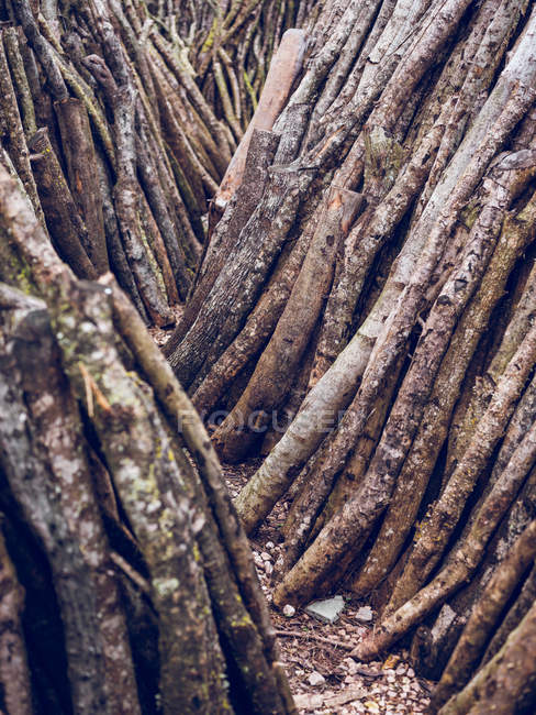 Stacks of wooden branches leaned on wall at workshop — Stock Photo