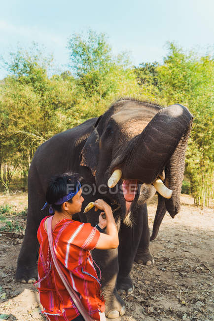 CHIANG RAI, THAILAND- FEVEREIRO 12, 2018: Homem alegre alimentando elefante com frutas na natureza . — Fotografia de Stock