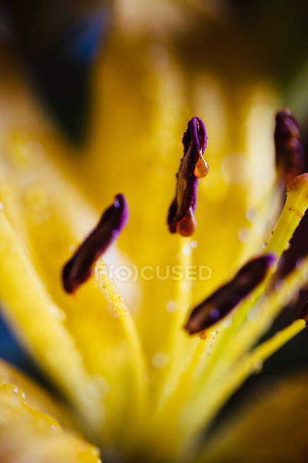 Extreme Nahaufnahme der gelben Lilienstaubgefäße — Stockfoto