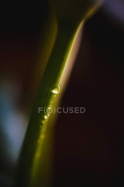 Gota de água iluminada no caule — Fotografia de Stock