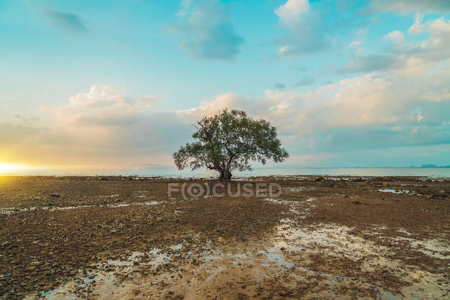 Grande albero verde in riva al mare sopra cielo panoramico — Foto stock