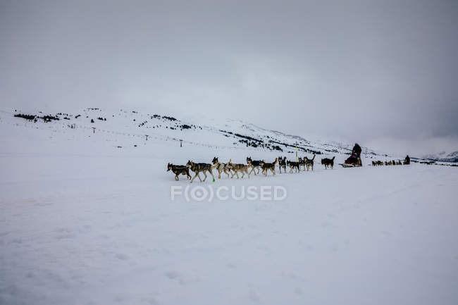 Собак упряжках в туманний сніжний пейзаж — стокове фото