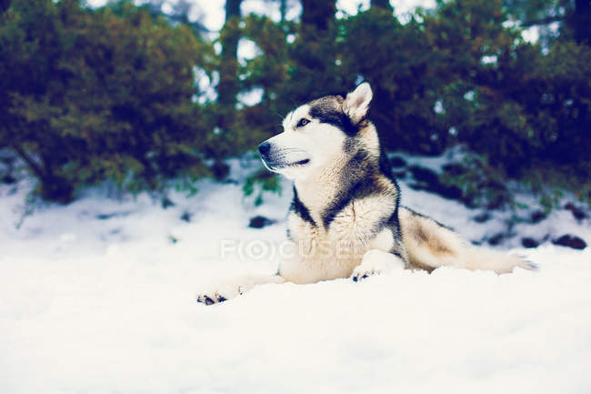 Husky desfrutando de neves de inverno na natureza da floresta . — Fotografia de Stock