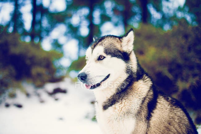 Bonito husky desfrutando de neves de inverno na natureza da floresta . — Fotografia de Stock