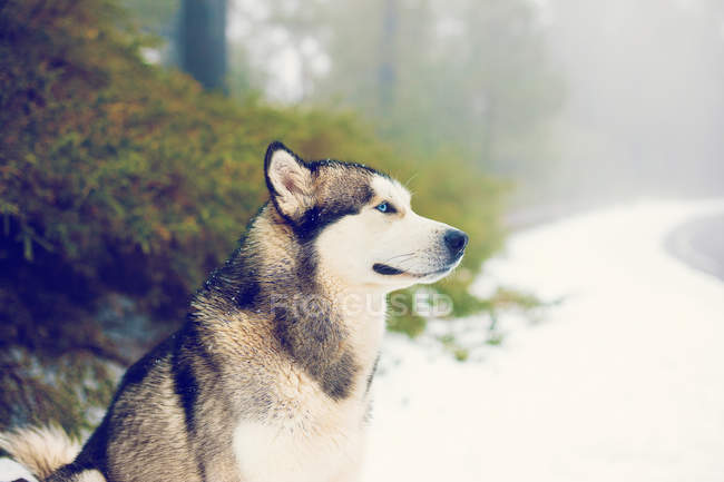 Wonderful Husky posing in winter snows of forest. — Stock Photo