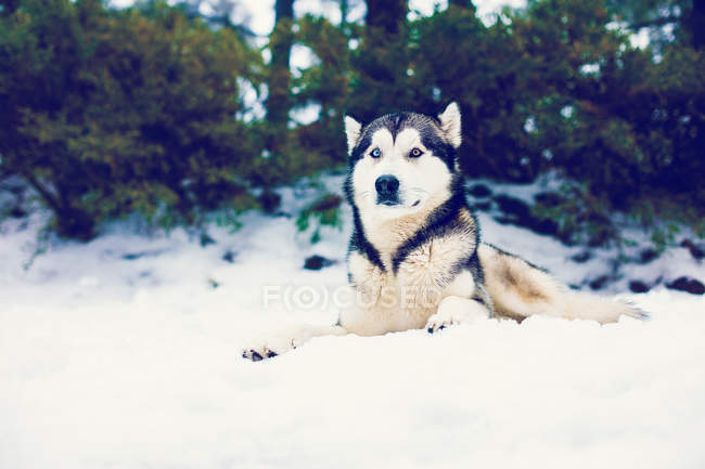 Meraviglioso Husky sdraiato nelle nevi invernali della foresta . — Foto stock